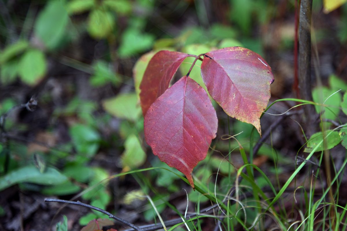 Illustrative photo of a three-leaf poison ivy plant turning red in fall