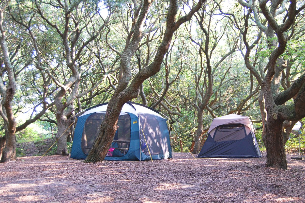 Illustrative photo of two dome tents pitched on a shady campsite beneath twisting live oak trees