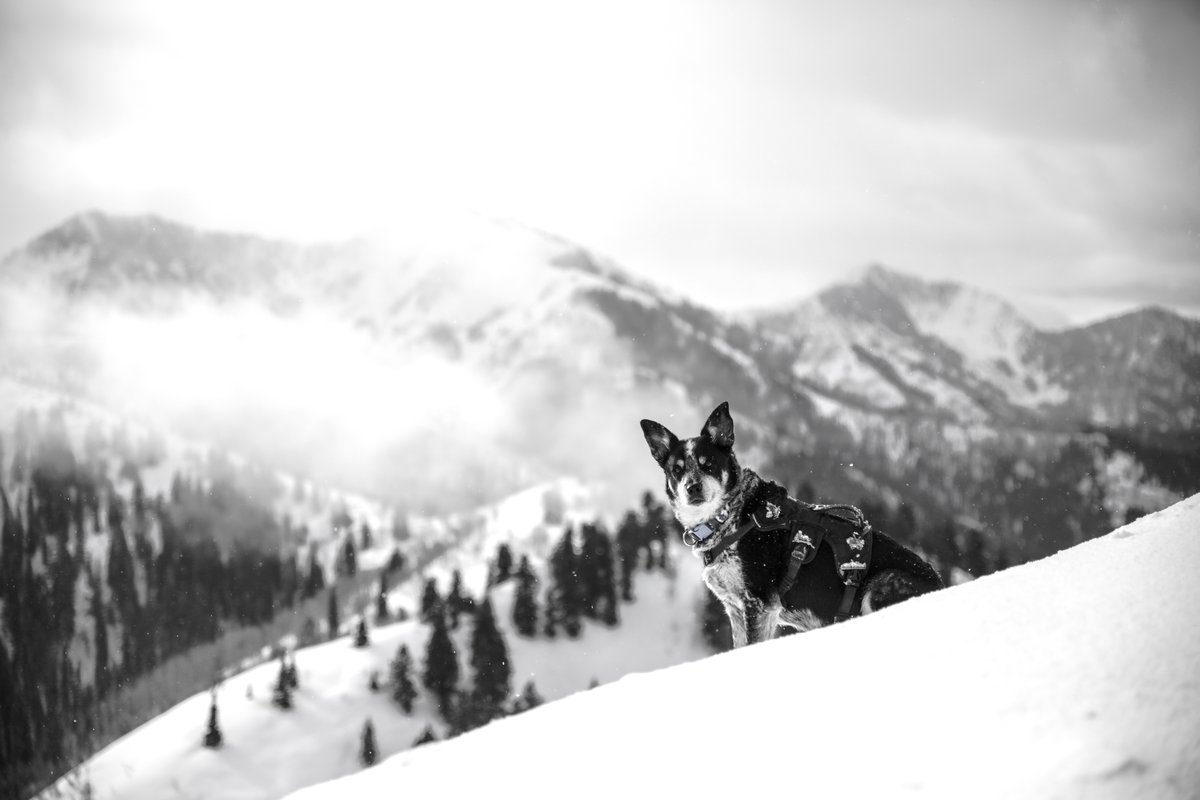 Dog in a harness standing on a snowy mountain slope
