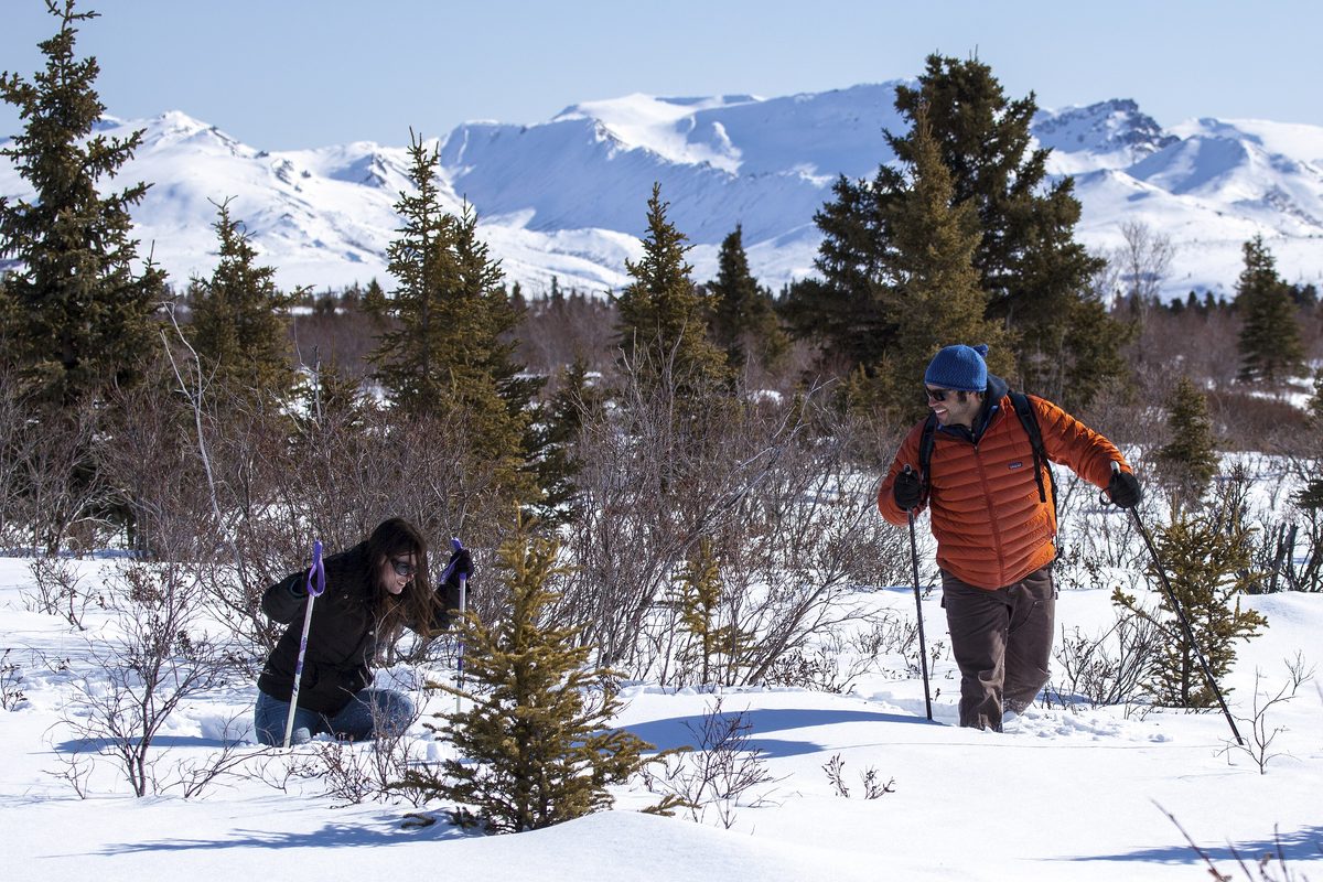 Illustrative photo of two snowshoers in winter jackets making their way through deep snow and spruce trees below snowy mountains