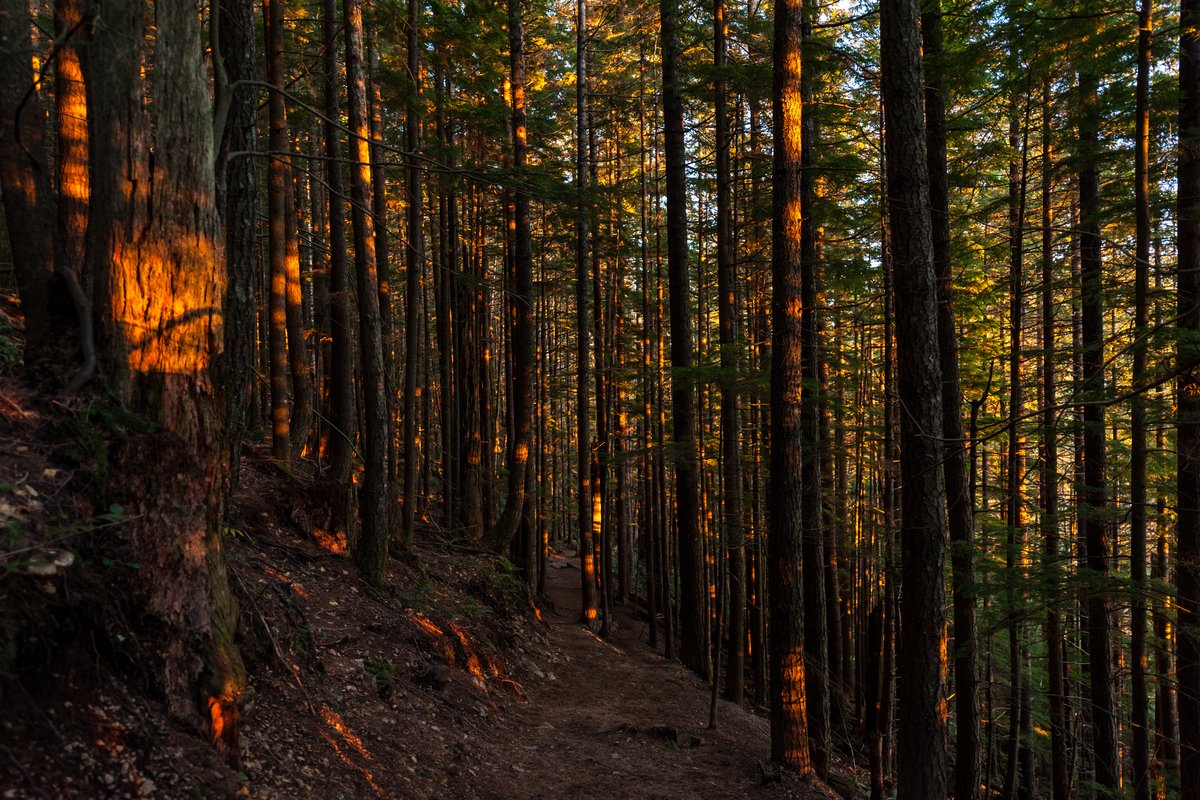 Forest path at sunset through tall trees