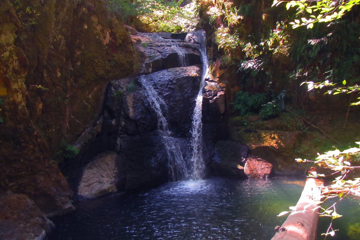 Small waterfall and clear pool in a mossy forest