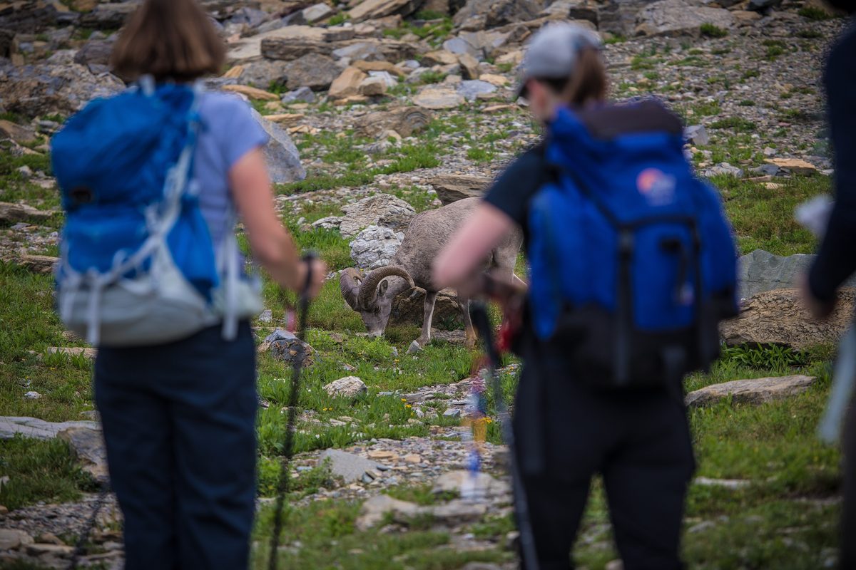 Illustrative photo of two hikers with poles and daypacks pausing on a rocky alpine trail while bighorn sheep graze nearby
